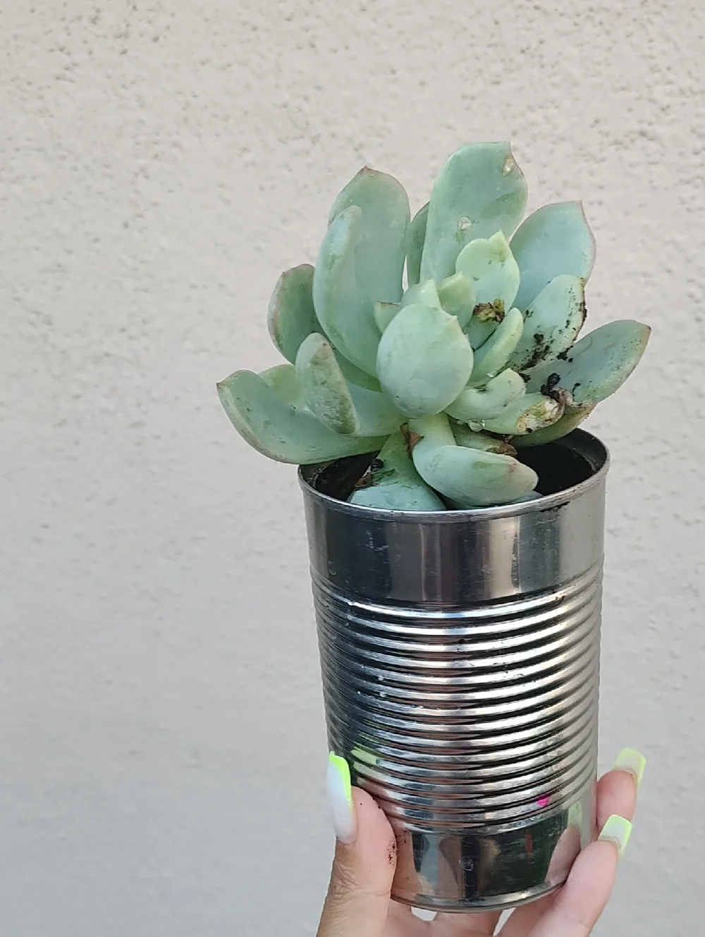 Green Succulent in Silver Planter - Home Accents